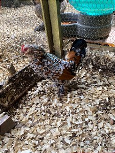 Ovos Galados Belgin - Pague 6 Leve 7