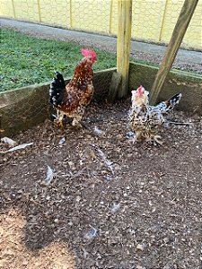 Ovos Galados Belgin - Pague 12 Leve 14