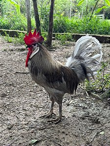 Ovos Galados Cara de Palhaço - Pague 6 Leve 7