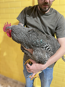 Ovos Galados Plymouth - Botadeira - Pague 12 Leve 14