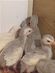 Ovos Galados Angolas - Pague 12 Leve 14 ovos