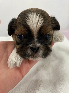 FILHOTE MACHO DE SHIH-TZU PREMIUM