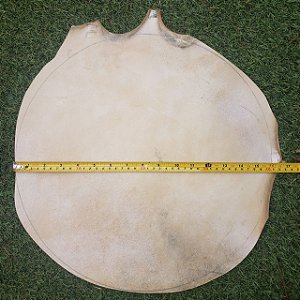 Pele de couro cabra disco 40cm
