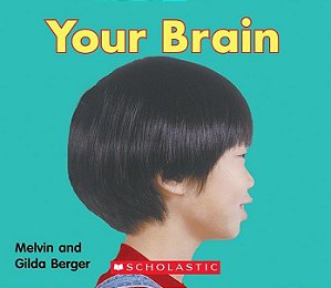 Your Brain