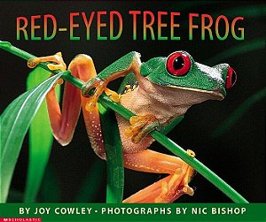 red eyed tree frog