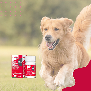 Galliprant 100mg Anti-inflamatório para Cães Elanco – 30 Comprimidos