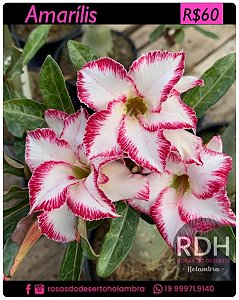 RD Amarílis