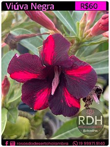 RD  Viuva Negra