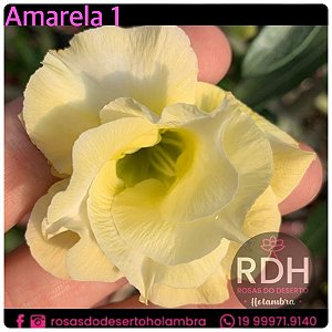 RD Amarela 1