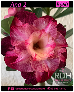 RD Ana 2