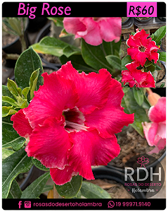 RD Big Rose