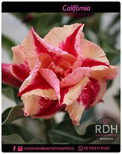 RD Califórnia