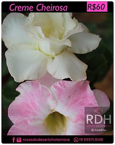 RD Creme Cheirosa