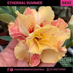 RD Ethernal Summer