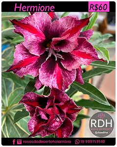 RD Hermione