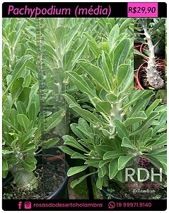 RD Pachypodium Média