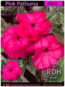 RD Pink Pathuma