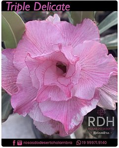 RD Triple Delicate