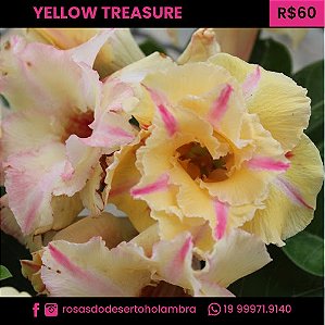 RD Yellow Treasure