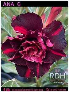 RD Ana 6