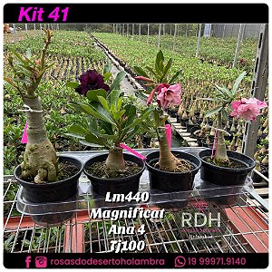 41 - KIT 4 PLANTAS