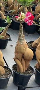 KIT 2 PLANTAS teneu