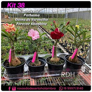 38- KIT 4 PLANTAS