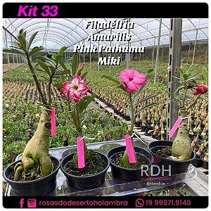 33- KIT 4 PLANTAS