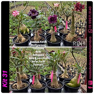 31- KIT 8 PLANTAS