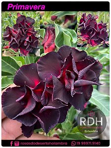 RD Primavera
