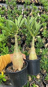 KIT 3 PLANTAS BATATAO