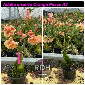RD Adulta Orange Peace A3