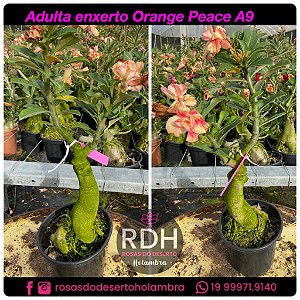 RD Adulta Orange Peace A9