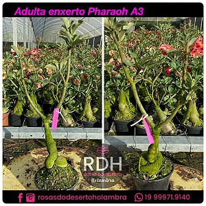 RD Adulta Pharaoh A3