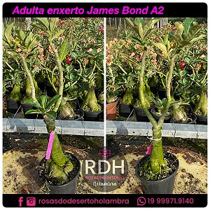 RD Adulta James Bond A2