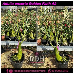 RD Adulta Golden Faith A2