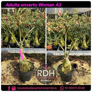 RD Adulta Golden Faith A3