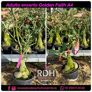 RD Adulta Golden Faith A4