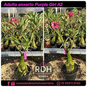 RD Adulta Purple Girl A2