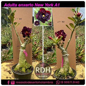 RD Adulta New York A1