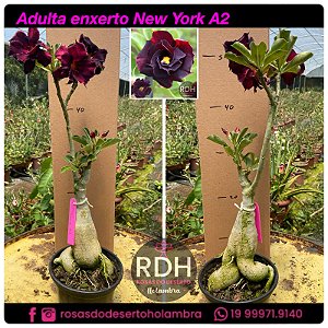 RD Adulta New York A2