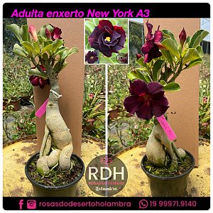 RD Adulta New York A3