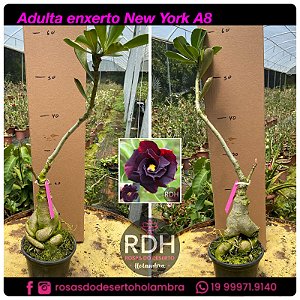 RD Adulta New York A8
