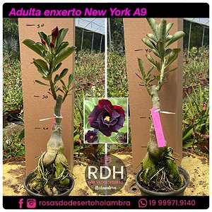 RD Adulta New York A9