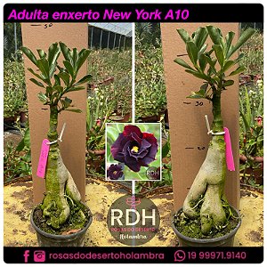 RD Adulta New York A10