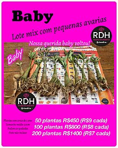 RD  Enxertos Baby 50