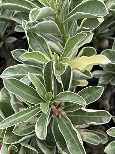 RD Variegata Passione