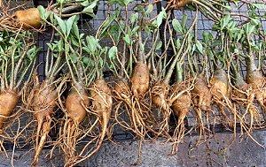 Kit 10- RD  Arabicum Padrão
