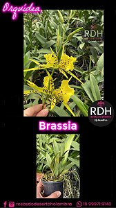 Orquidea Brassia