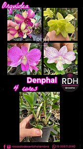 Orquidea Denphal variadas